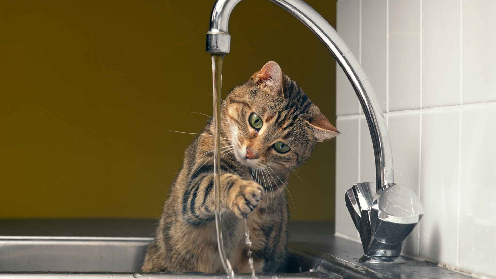 mi gato no bebe agua solo juega